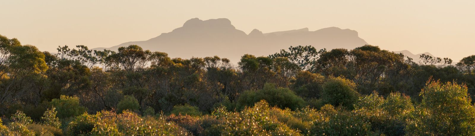 Vegetation restoration on Monjebup Reserve looking towards the Stirling Ranges. Photo by Grassland Films.