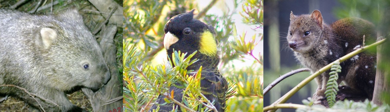 Wombats, Yellow-tailed Black Cockatoos, and Spotted-tailed Quolls all find refuge on South Esk Pine Reserve.