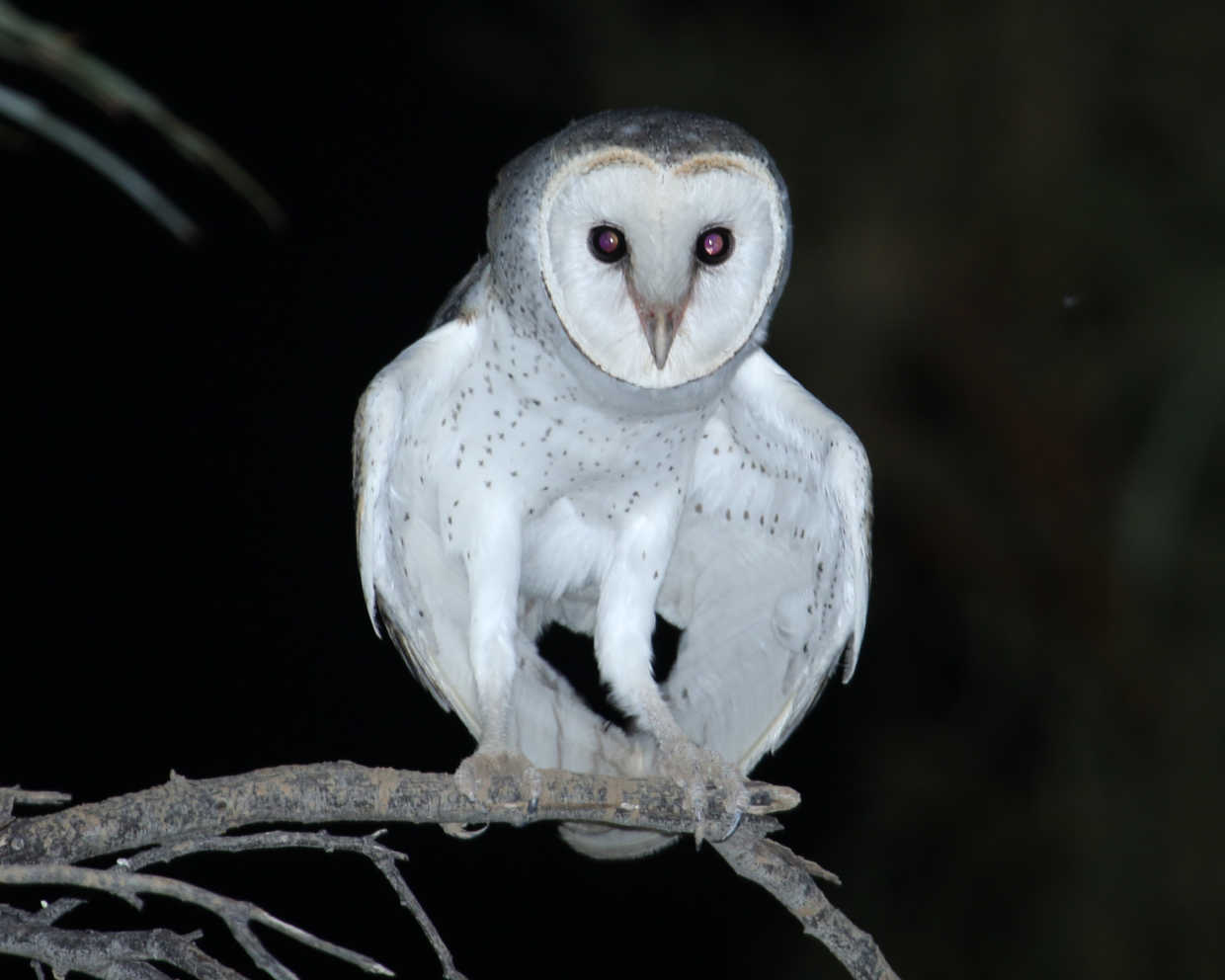 An Eastern Barn Owl perched on a branch at night.