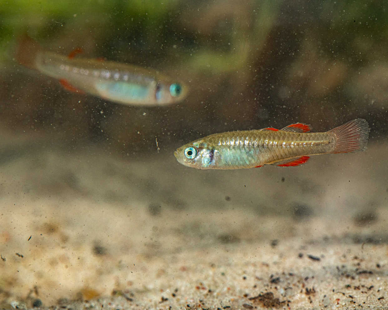 Red-finned Blue-eye fish.