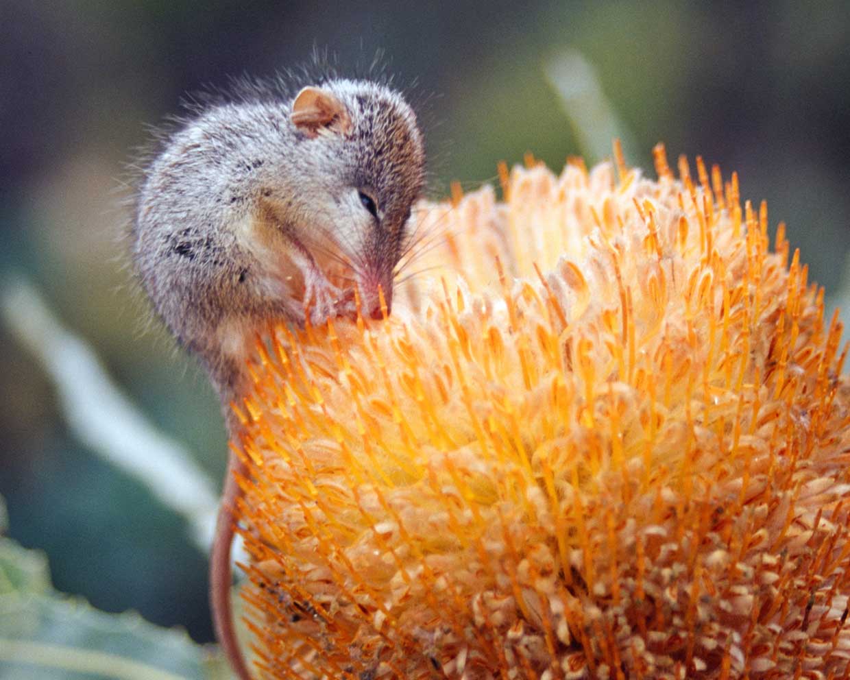 Honey possum at Eurardy Reserve by Ross Bray